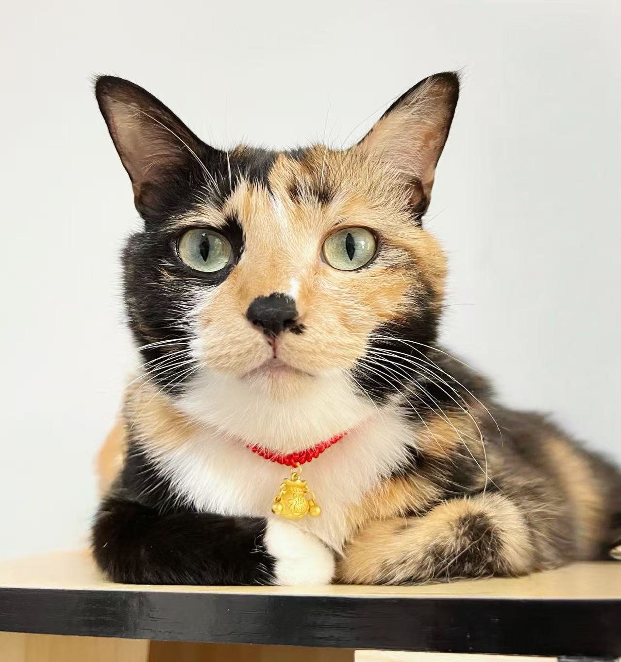 Jiuling Pet Collar ｜ Chinese braided rope series